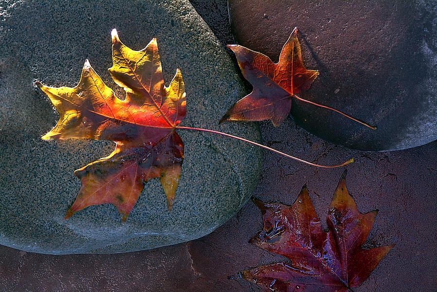 Leaf on Stone Photograph by Don Wolf
