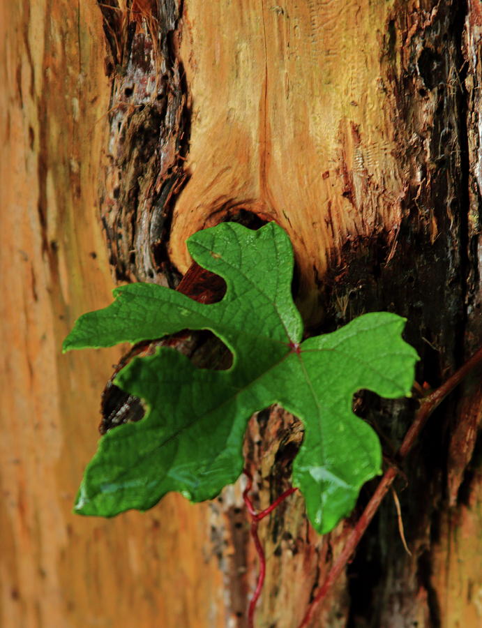 Leaf Photograph - Leaf on Stump by Noel Hankamer