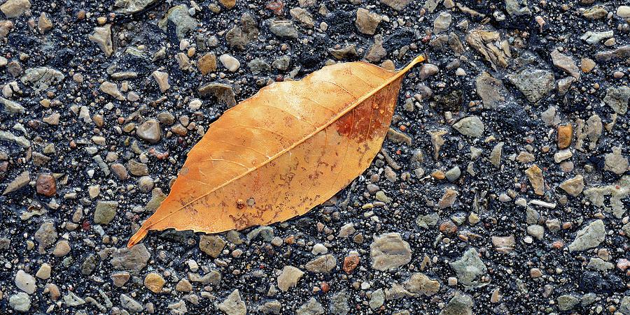 Leaf On The Pavement  Photograph by Lyle Crump