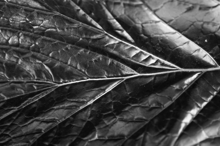 Leaf on the Wind Photograph by Jason Moynihan