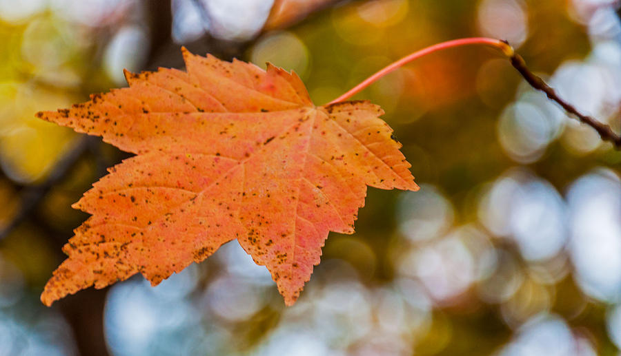 Leaf On Tree Photograph by Lonnie Paulson