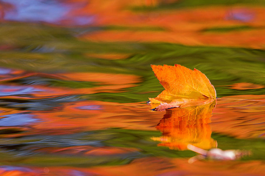 Leaf on water Photograph by Benjamin Dahl