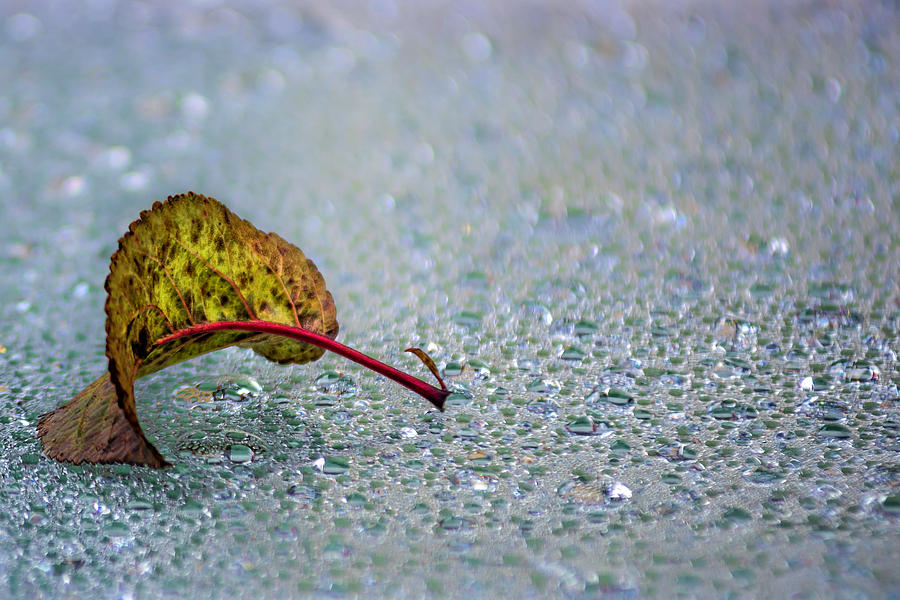 Leaf on water drops Photograph by Wolfgang Stocker