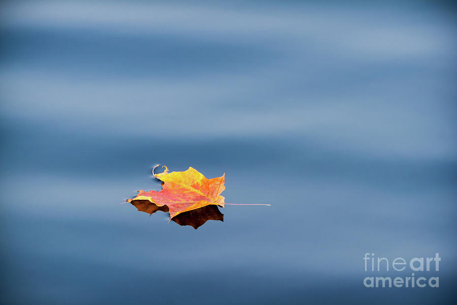 Leaf on Water Photograph by Lori Dobbs
