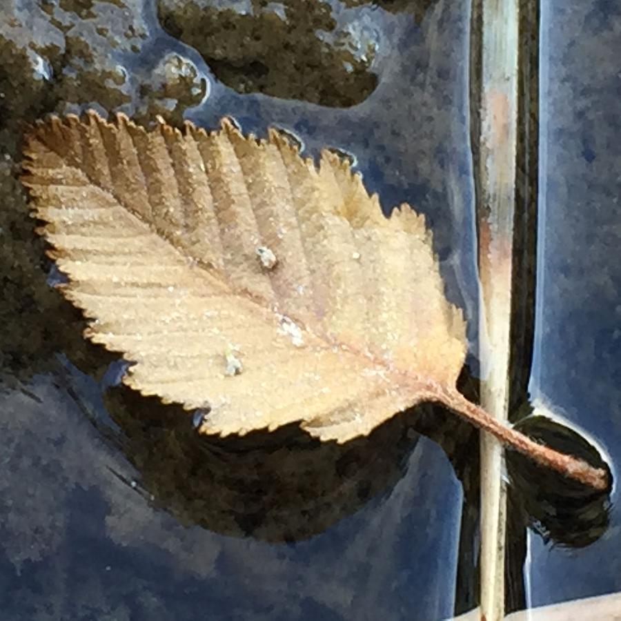 Leaf Photograph - Leaf on Water by Vonda Drees Leaf Photograph - Leaf on Water by Vonda Drees
