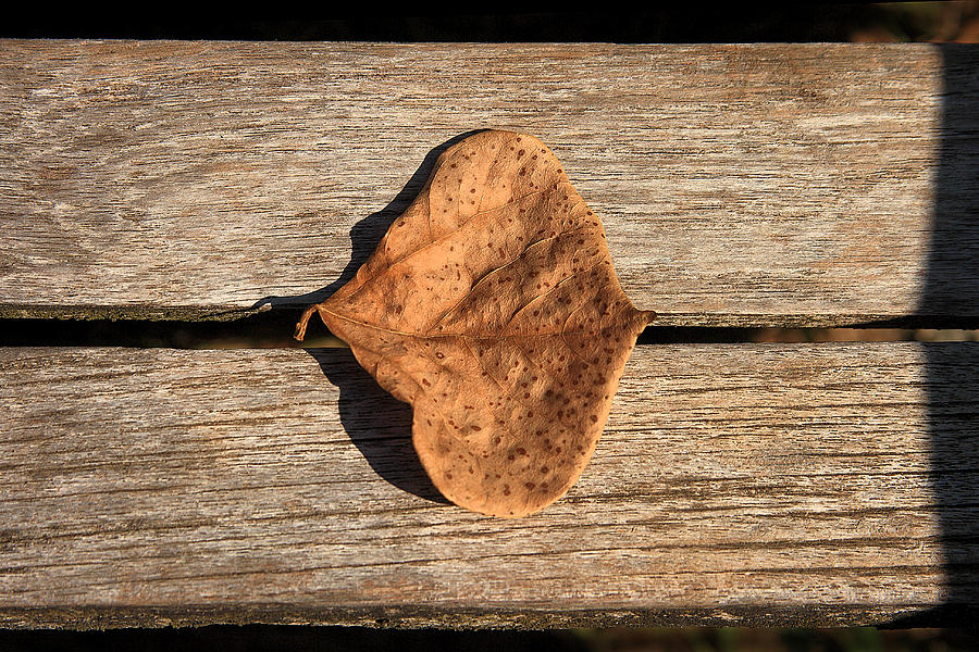 Leaf On Wooden Plank Photograph by Viktor Savchenko