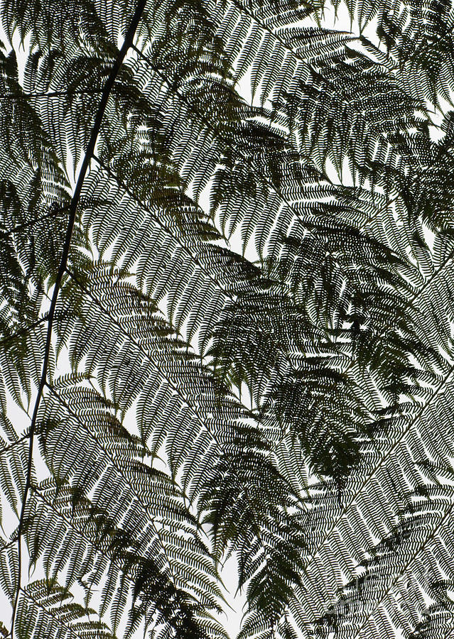 Leaf Pattern  Photograph by David Birchall