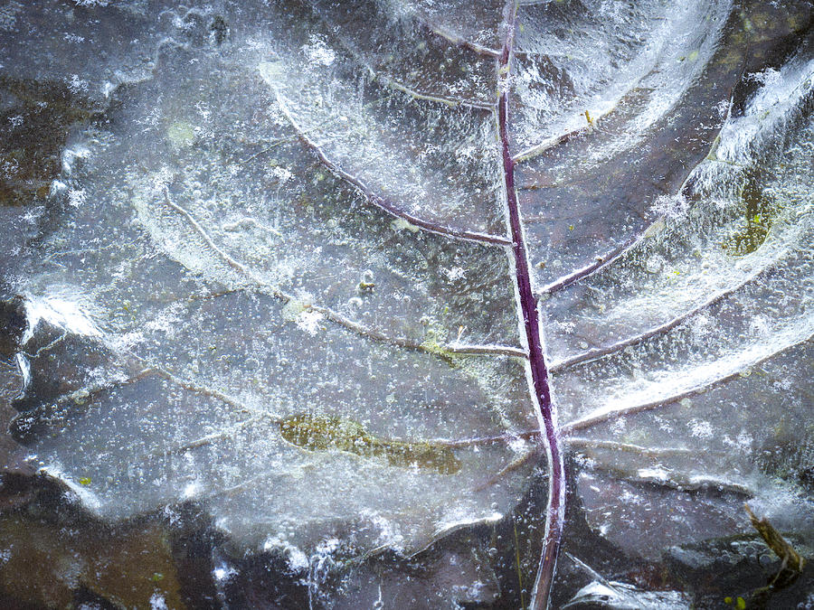 Leaf Pattern in Ice Photograph by Jean Noren