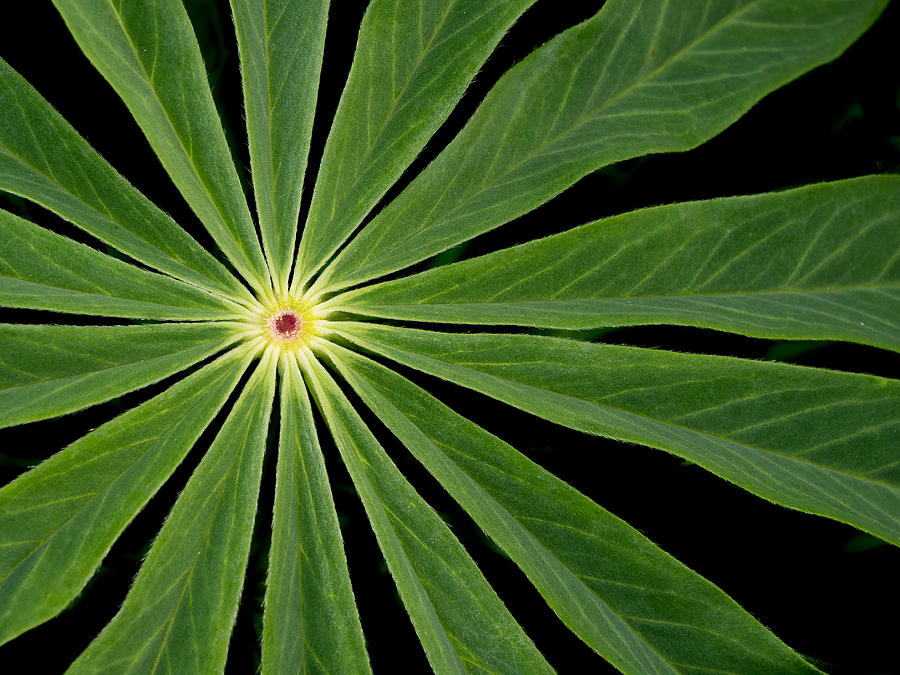 Leaf Pattern Photograph by Jean Noren