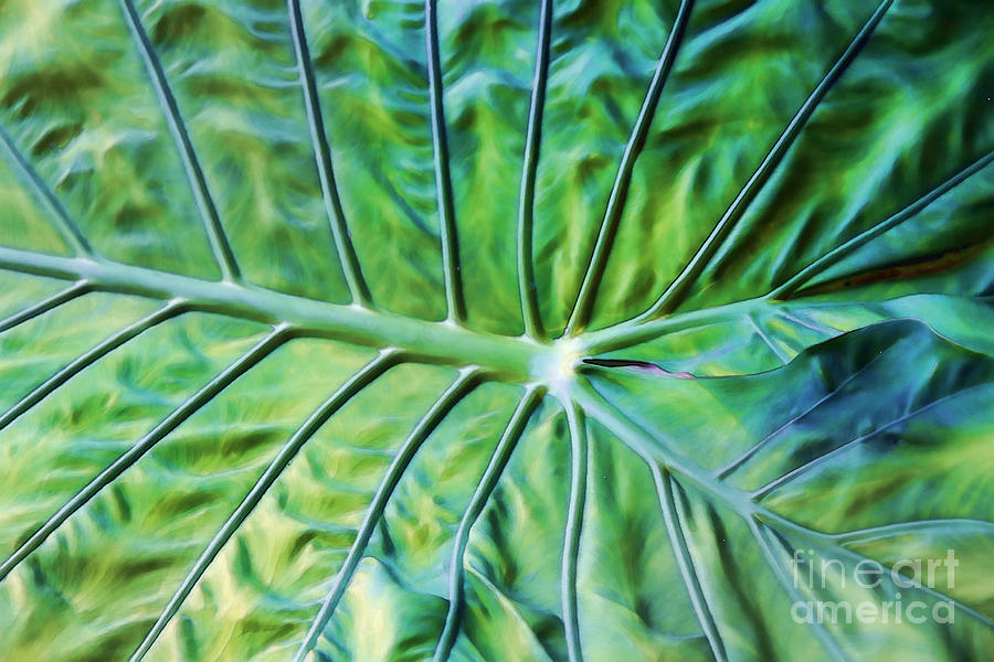 Leaf Pattern Photograph by Teresa Zieba