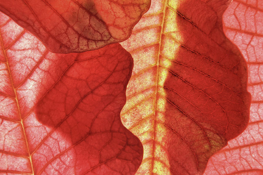 Leaf Patterns I Photograph by Leda Robertson