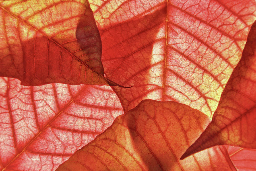 Leaf Patterns II Photograph by Leda Robertson