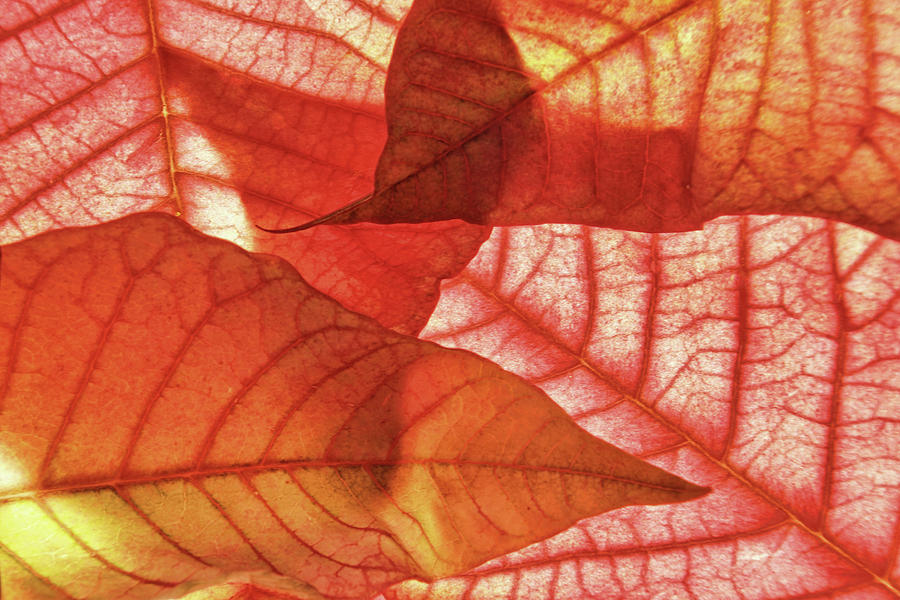 Leaf Patterns 3 Photograph by Leda Robertson