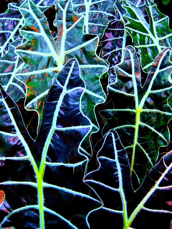 Nature Photograph - Leaf Patterns by Shirley Sirois