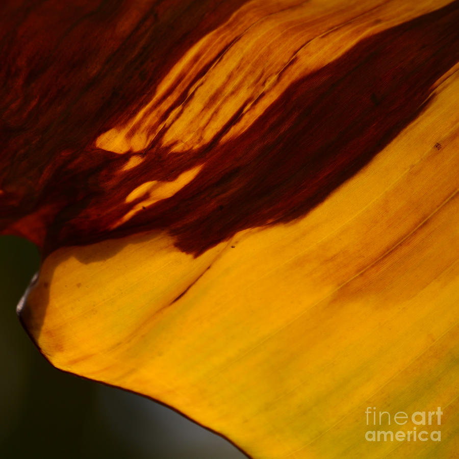 Leaf Photograph by Paul Davenport