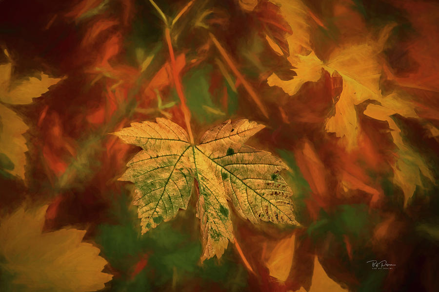 Leaf Portrait Photograph by Bill Posner
