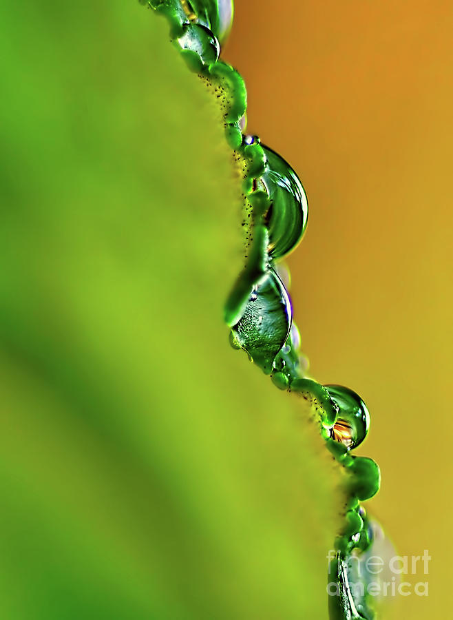 Abstract Photograph - Leaf Profile and Water Droplets by Kaye Menner