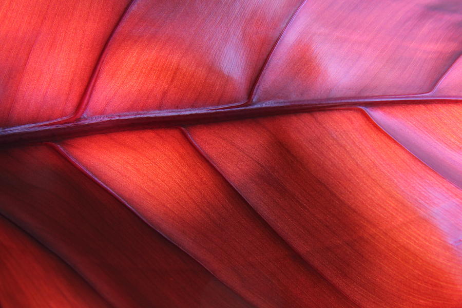 Leaf Red and Pink 1 Photograph by Jennifer Bright Burr