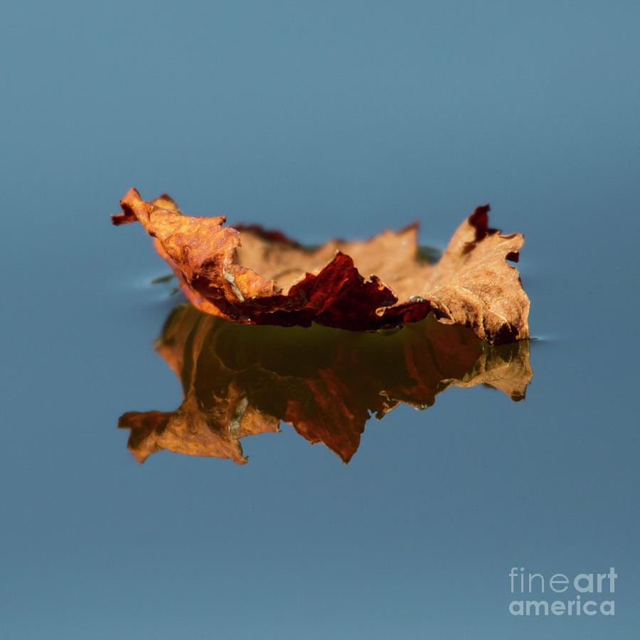 Leaf Reflection Photograph by Heidi Farmer