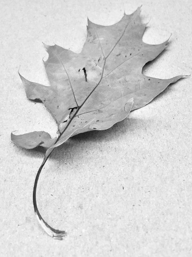 Leaf Photograph by Scott Burd
