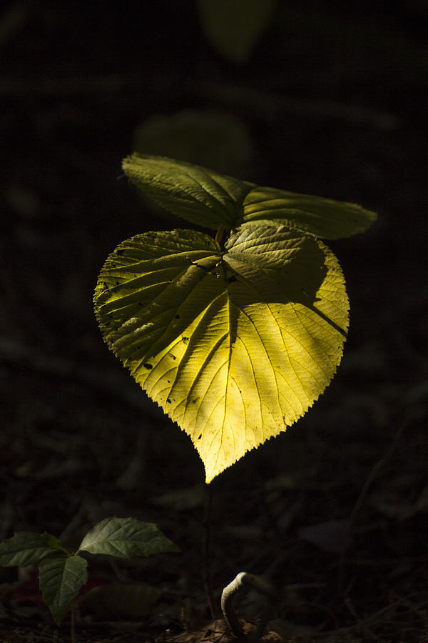 Leaf Shadow Photograph by Spencer Bush