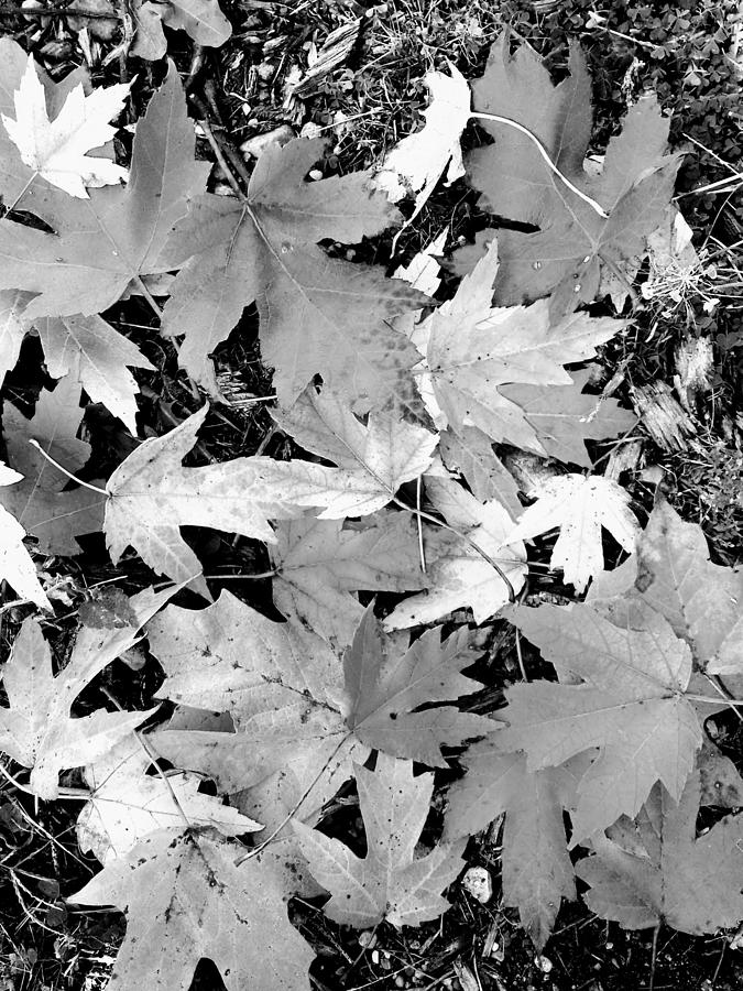 Leaf Shine Photograph by Kathy Barney