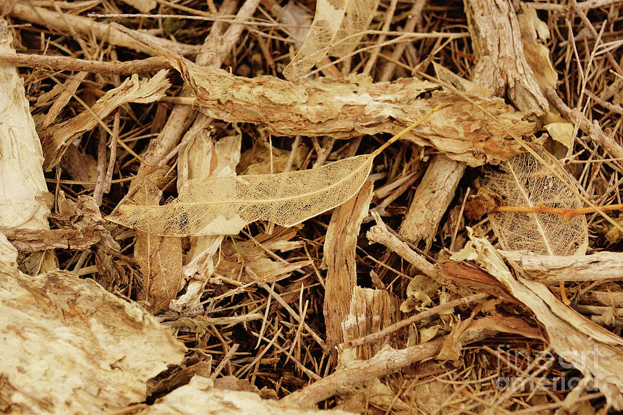Leaf Skeleton Photograph