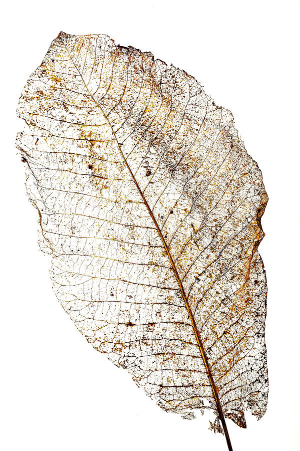 Leaf Skeleton Photograph by Garry Gay