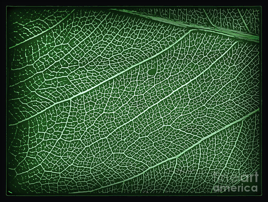Leaf Skeleton Green Photograph by Karen Adams