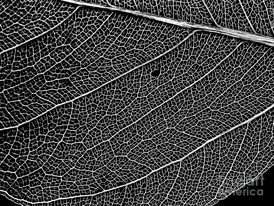 Black And White Photograph - Leaf Skeleton by Karen Adams