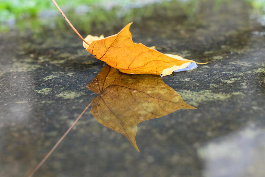 Leaf Photograph by Slavka Burgova | Fine Art America