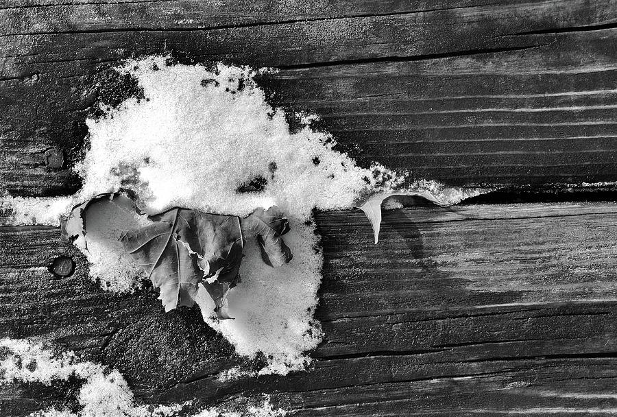 Leaf Snow Boards Nail Heads BW  Digital Art by Lyle Crump