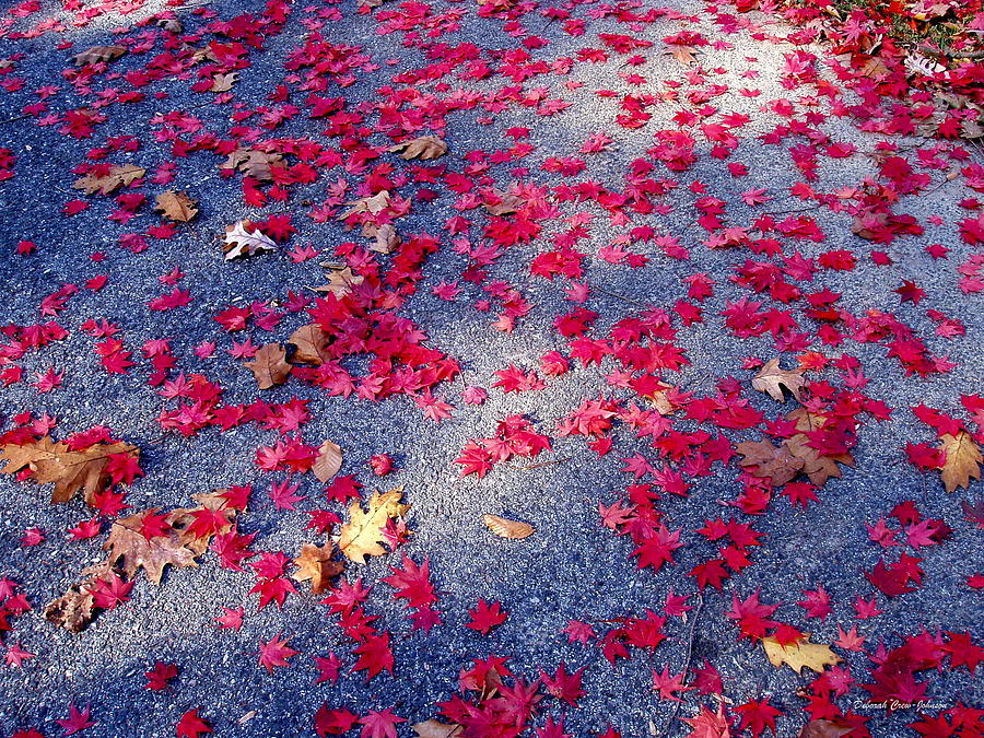 Leaf Sparkle Photograph by Deborah  Crew-Johnson