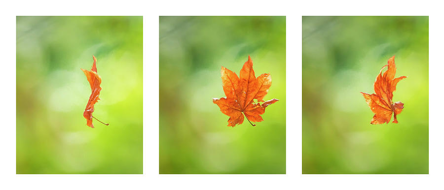 Leaf Spinning on a Spiders Silken Thread Triptych Photograph by Belinda Greb