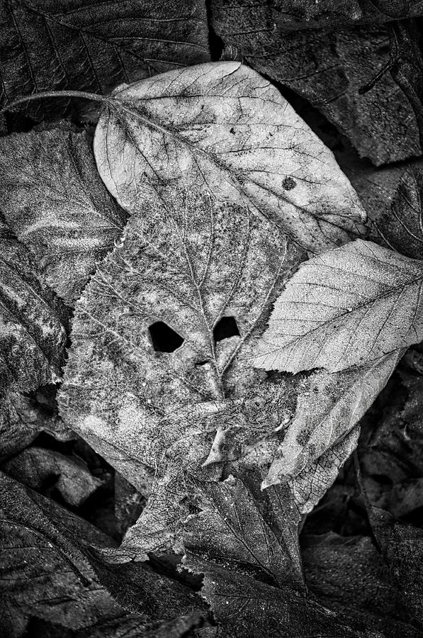 Leaf Sprite - Monochrome Photograph by Cathy Mahnke