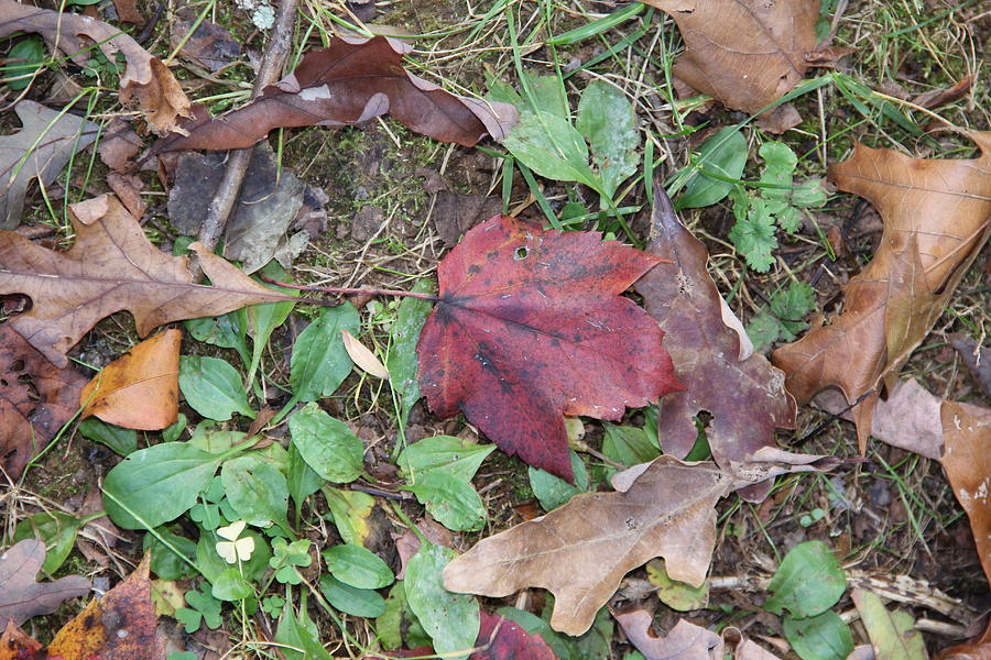 Leaf Standing Out in a Crowd Photograph by Allen Nice-Webb