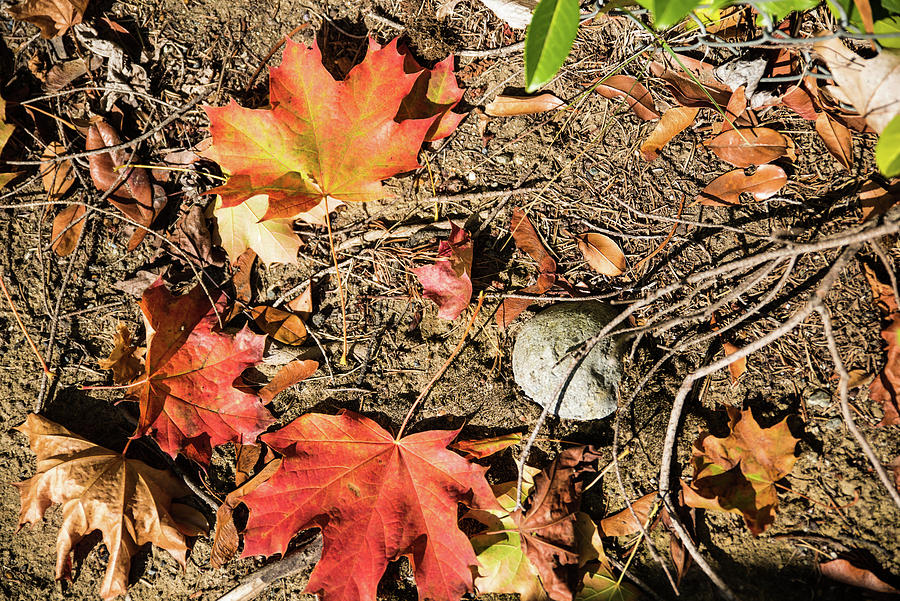 Leaf, Stone, and Twig Photograph by Tom Cochran