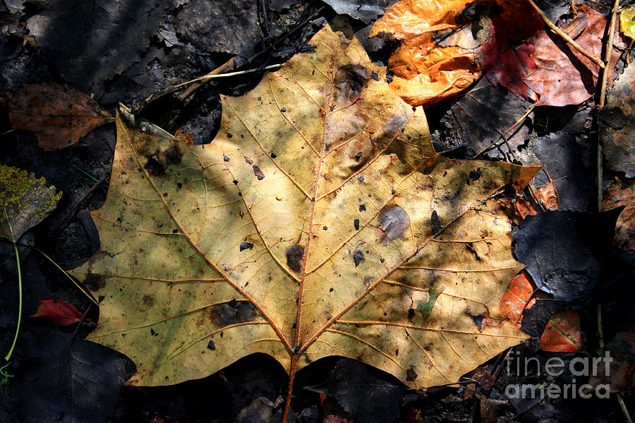 Leaf Study # 2 Photograph by Rick Rauzi