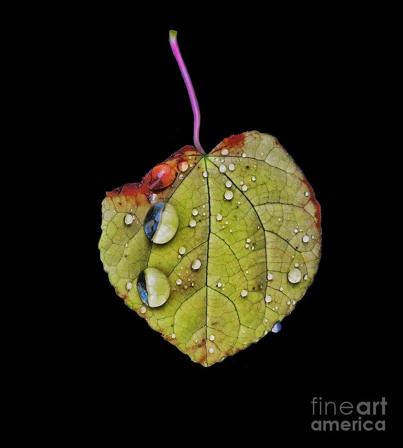 Leaf Study 1 Digital Art by Diana Rajala