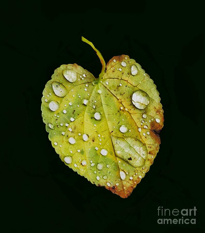 Leaf Study 3 Digital Art by Diana Rajala