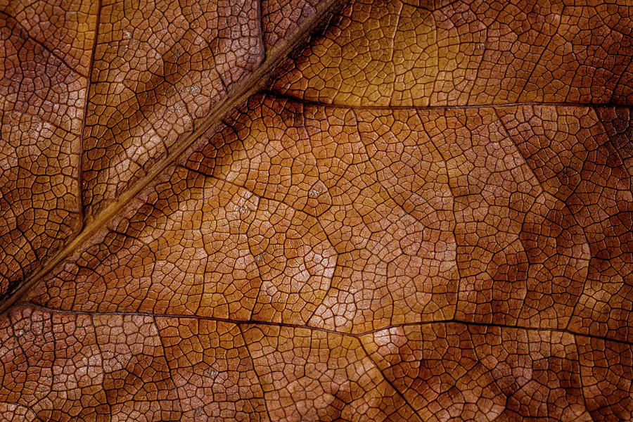 Leaf Study 4 Photograph by Marzena Grabczynska Lorenc