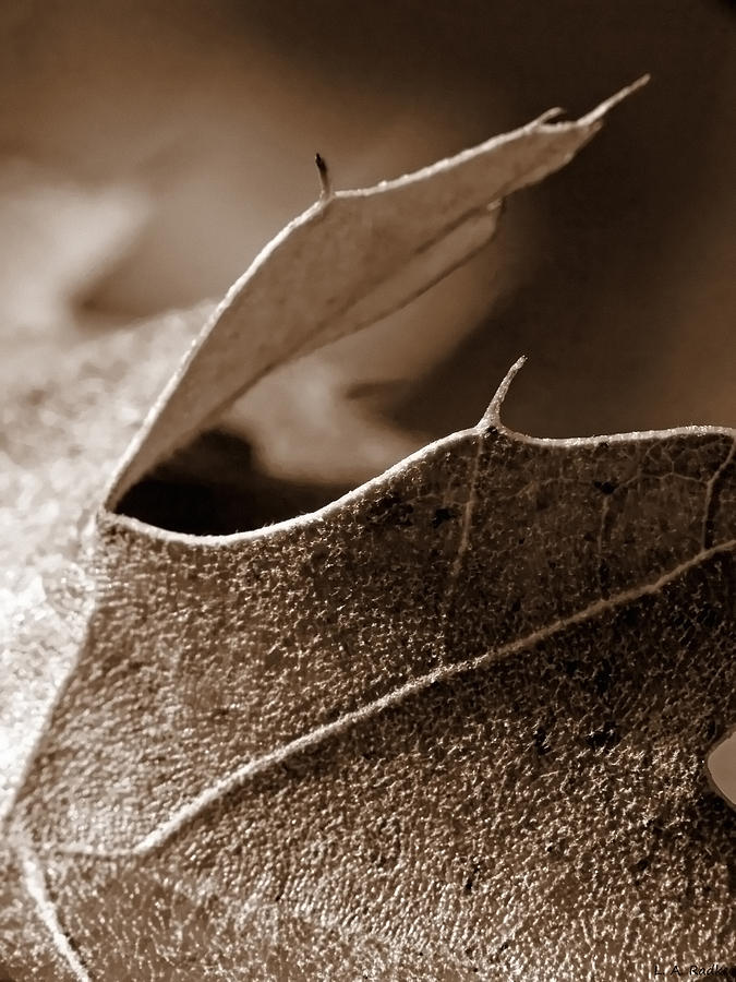 Leaf Study in Sepia II Photograph by Lauren Radke