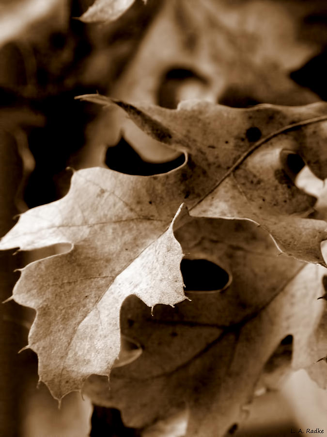 Leaf Study in Sepia III Photograph by Lauren Radke