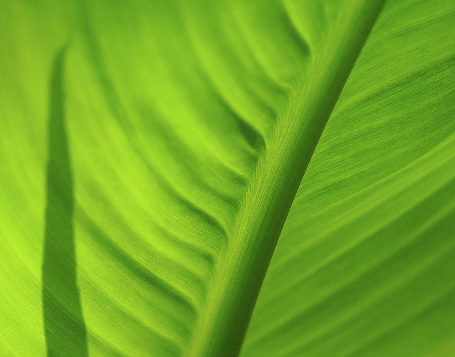 Leaf Study Photograph by Rod Kaye