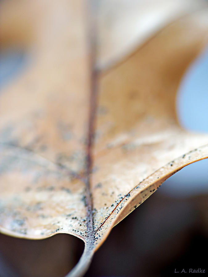 Leaf Study VII Photograph by Lauren Radke