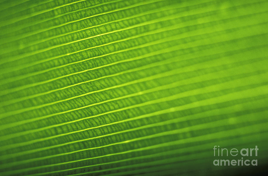 Leaf Texture Photograph by Vince Cavataio - Printscapes