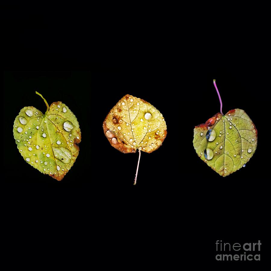 Leaf Trio Digital Art by Diana Rajala