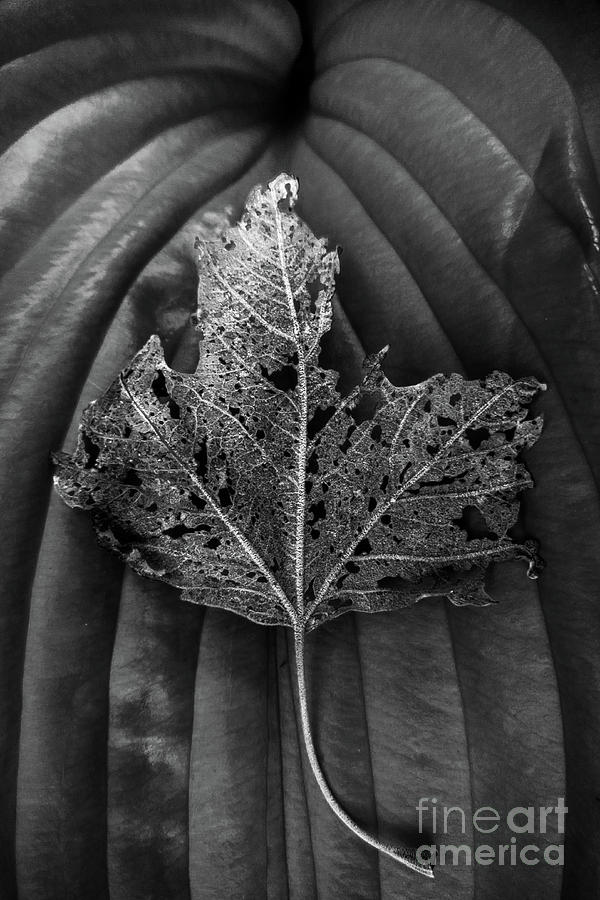 Leaf Variations Photograph by James Aiken