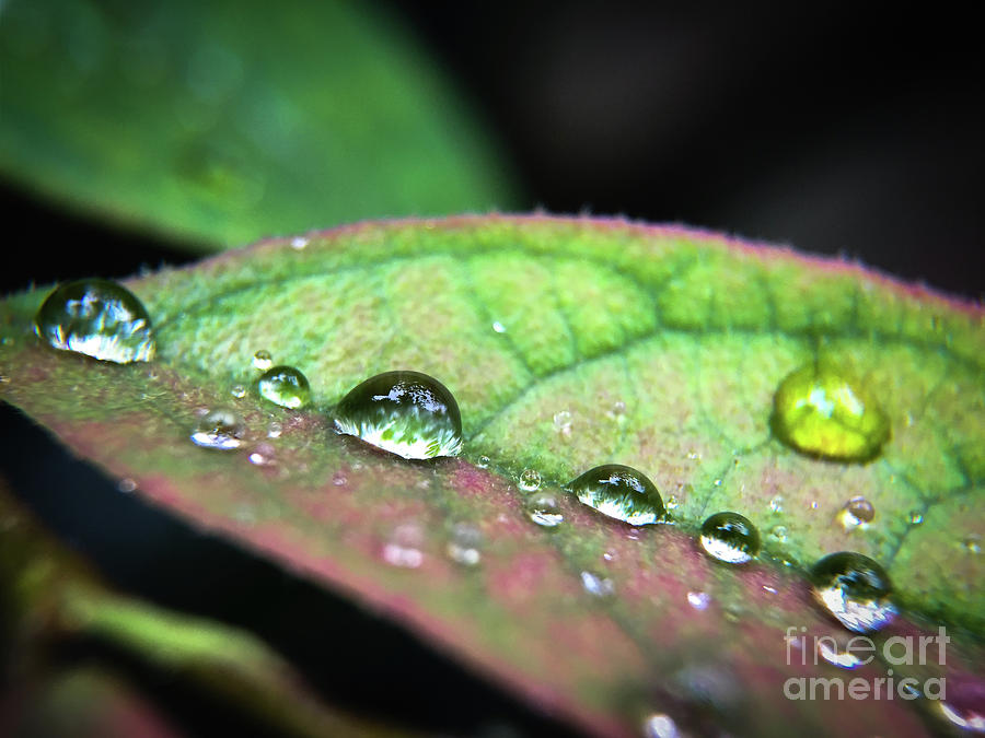 Leaf Veins and Raindrops Photograph by Robert Yaeger