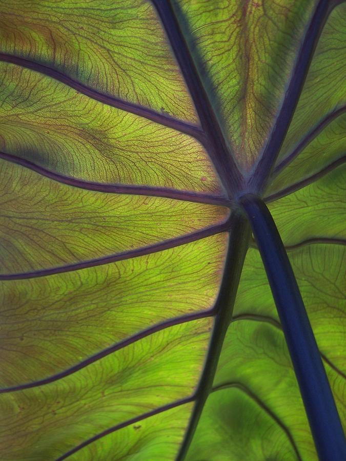 Leaf Veins Photograph by Gene Ritchhart